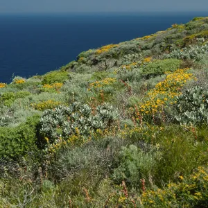 Eriophyllum, Hazardia, Artemisia, Dudleya, etc., West of Summit Peak, West Anacapa Island