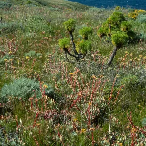 Dudleya, Coreopsis, Artemisia, Eriogonum arborescens, ridge, near head of Cherry Canyon, West Anacapa Island