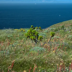 Dudleya (liveforevers), Coreopsis, Artemisia, Dichelostemma, ridgetop, East of Summit Peak, West Anacapa Island