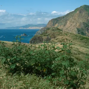Lavatera cretica, Western portion of Middle Anacapa Island