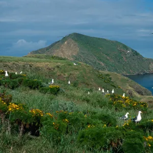gulls on Coreopsis, above Sheep Camp, looking toward West Anacapa Island, Middle Anacapa Island