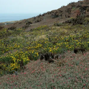 Grindelia, Malephora, East Anacapa Island
