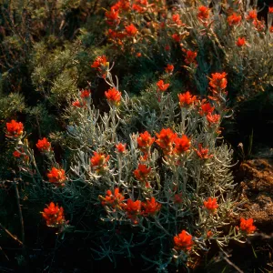 Castilleja hololeuca, offshore bluffs, just East of Summit Peak, West Anacapa Island