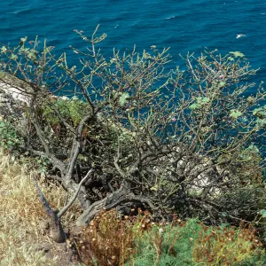 Lavatera, just West of mouth of Willow Canyon, West Anacapa Island