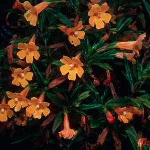 Diplacus parviflorus x longiflorus, above head of Box Canyon, West Anacapa Island