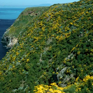Coreopsis, North side between Rat Rock & lower terrace, West Anacapa Island