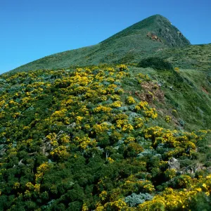 Coreopsis, North side between Rat Rock & lower terrace, West Anacapa Island