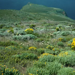 Coreopsis, terrace, West of Summit Peak, West Anacapa Island