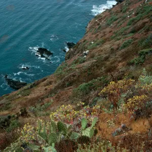 Opuntia (Prickly-pear), Dudleya (liveforevers), offshore bluffs, Southwest side, West Anacapa Island