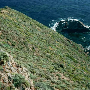 onshore slopes, Camel Peak, West Anacapa Island