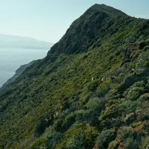 offshore slopes of Summit Peak, West Anacapa Island