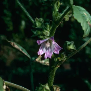 Lavatera cretica, Middle Anacapa Island