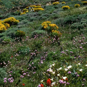 Dichelostemma, West end of Lavatera Cove, Middle Anacapa Island