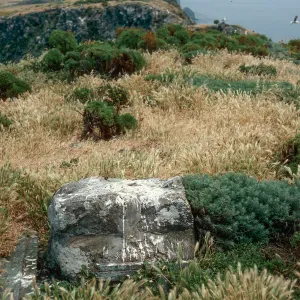 Δ Anacapa (1876), East of Knife Edge, Middle Anacapa Island