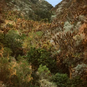 dense vegetation in bottom of 2nd canyon, East of West end of Anacapa Island