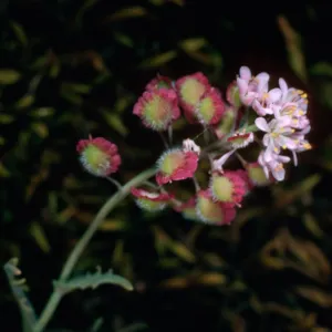 Thysanocarpus conchuliferus, Picacho Diablo, Santa Cruz Island