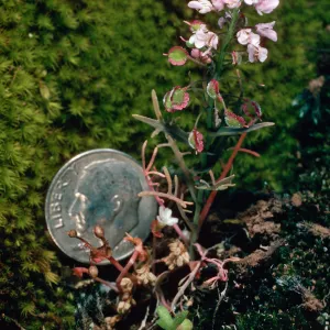 Thysanocarpus conchuliferus, Â¾ mile West of Picacho Diablo, Santa Cruz Island
