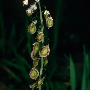 Thysanocarpus conchuliferus variety romosus, SC-474, Navy Road, Santa Cruz Island