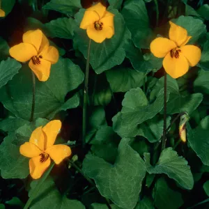 Viola pedunculata, 1.3 mile West of Rancho Del Medio, Santa Cruz Island
