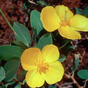 Dendromecon, upper Islay Canyon, Santa Cruz Island