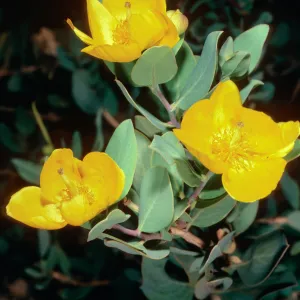 Dendromecon, Islay Canyon, Santa Cruz Island