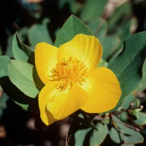 Dendromecon, Islay Canyon, Santa Cruz Island