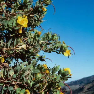 Dendromecon, Islay Canyon, Santa Cruz Island