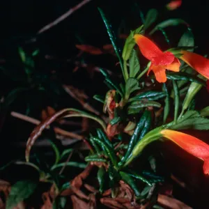 Mimulus flemingii, Prisoners, Santa Cruz Island