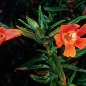 Diplacus longiflourus x parviflorus, Islay Canyon, Santa Cruz Island