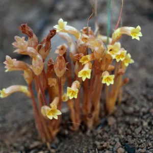 Orobanche fasciculata, Portezuela grade, Santa Cruz Island
