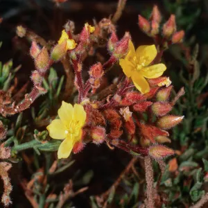 Helianthemum greenei, Christy Pines, Santa Cruz Island