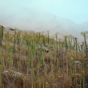 Heterotheca grandiflora, 2nd ridge, East of Valdez, Santa Cruz Island
