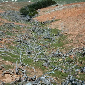 dead shrubs, upper Scorpion Canyon, Santa Cruz Island