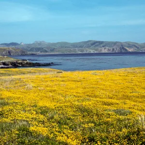 Lasthenia, East of Fraser Point, Santa Cruz Island