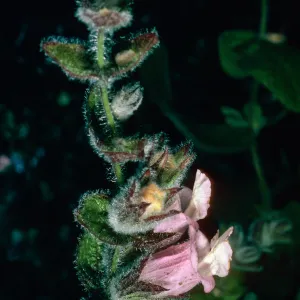 Lepechinia fragrans, East side of El Tigre, Santa Cruz Island