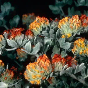 Lotus argophyllus niveus, canyon due North of Lyndals house, Santa Cruz Island
