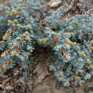 Lotus argophyllus niveus, CaÃ±ada Del Puerto, Santa Cruz Island