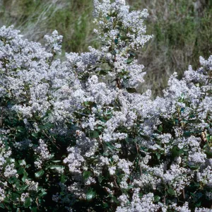 Ceanothus arboreus, CaÃ±ada de la Portezuela, Santa Cruz Island