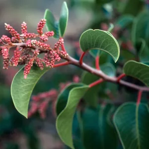 Rhus ovata, Islay Canyon, Santa Cruz Island