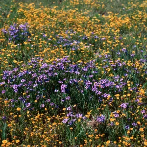 Sisyrinchium, Lasthenia, Fraser Point, Santa Cruz Island
