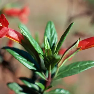 Diplacus parviflorus, head of Islay Canyon, Santa Cruz Island