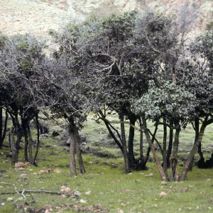 Prunus lyonii, grazed by sheep, lower Alamos Canyon, Santa Cruz Island