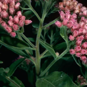 Pluchea odorata, lower Laguna Canyon, Santa Cruz Island