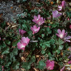 Sidalcea malviflora, Fraser Point, Santa Cruz Island