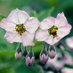 Solanum clokeyi, mouth of Eagle Canyon, Santa Cruz Island
