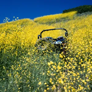 Brassica nigra, road up to Valley Peak, Santa Cruz Island