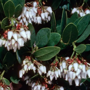 Arctostaphylos insularis, upper Islay Canyon, Santa Cruz Island