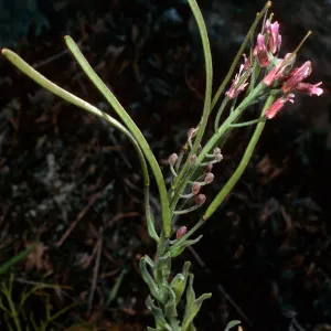 Arabis, North of Buena Vista, Santa Cruz Island