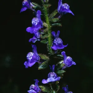Antirrhinum nuttallianum, San Justiniano Canyon, Santa Cruz Island