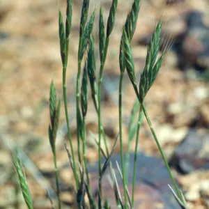 Brachypodium distachyon, SC-3773,South Ridge Road, Santa Cruz Island